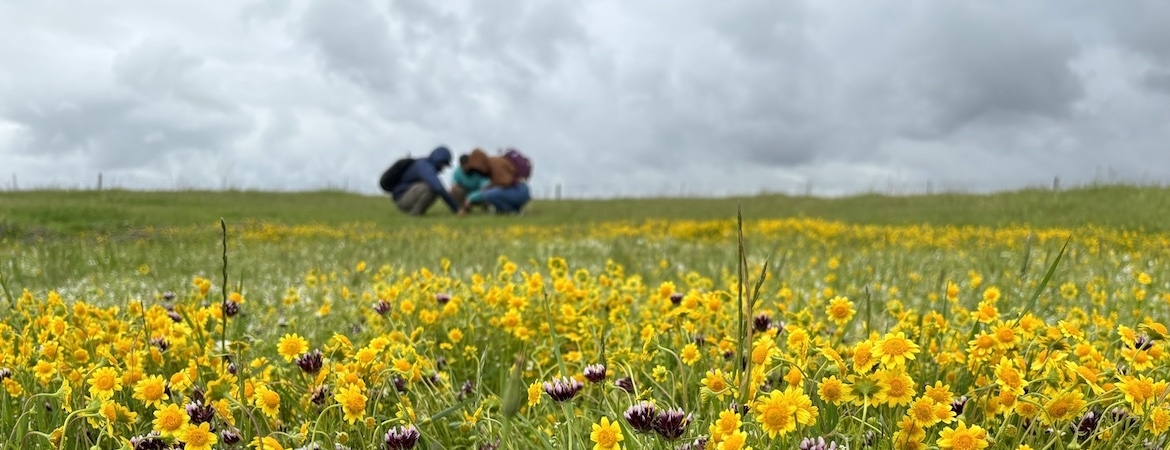 flowers image